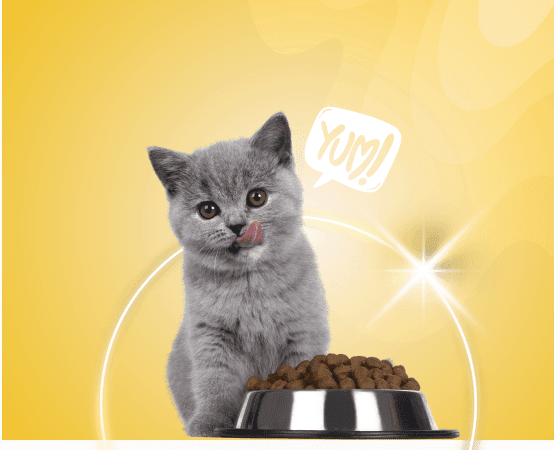 Kitten Cat Food category